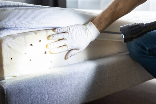 Best Mosquito Control Services  in Adams, WI
